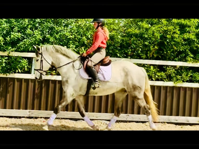 Cavallo sportivo irlandese Castrone 4 Anni 165 cm Grigio in Mountrath