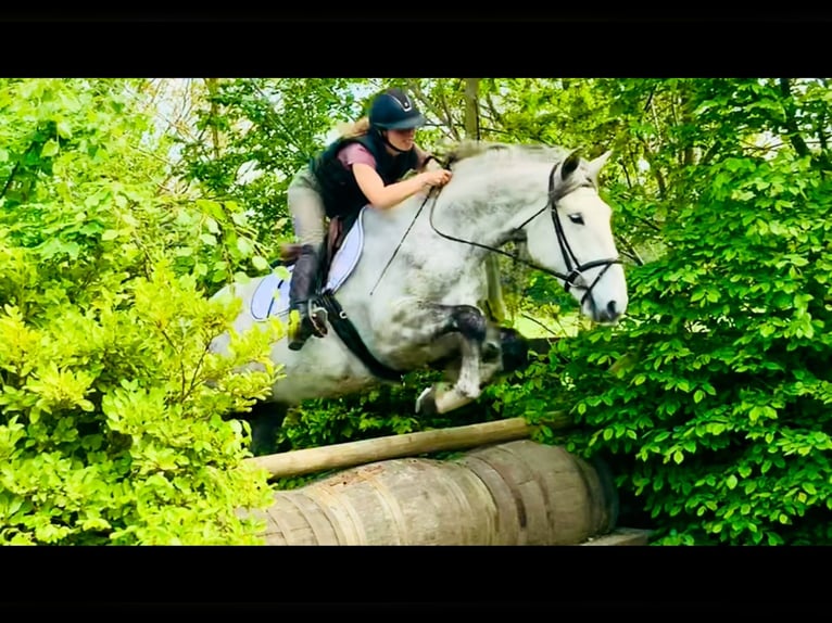 Cavallo sportivo irlandese Castrone 4 Anni 165 cm Grigio in Mountrath