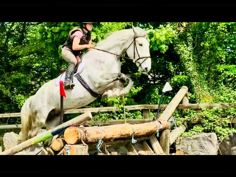 Cavallo sportivo irlandese Castrone 4 Anni 165 cm Grigio in Mountrath