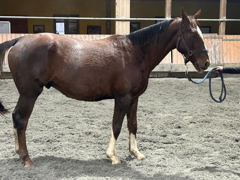 Cavallo sportivo irlandese Castrone 4 Anni 165 cm Sauro scuro in Enniscorthy
