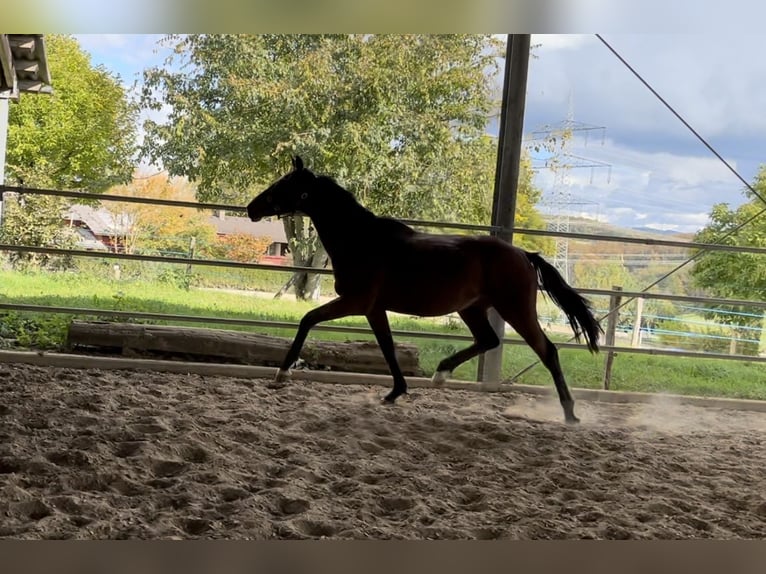 Cavallo sportivo irlandese Castrone 4 Anni 166 cm Baio in Maulburg
