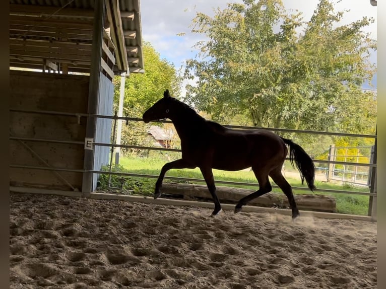 Cavallo sportivo irlandese Castrone 4 Anni 166 cm Baio in Maulburg