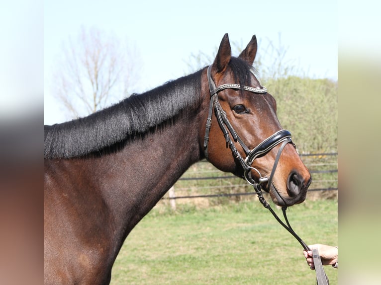 Cavallo sportivo irlandese Castrone 4 Anni 167 cm Baio nero in Wachtendonk