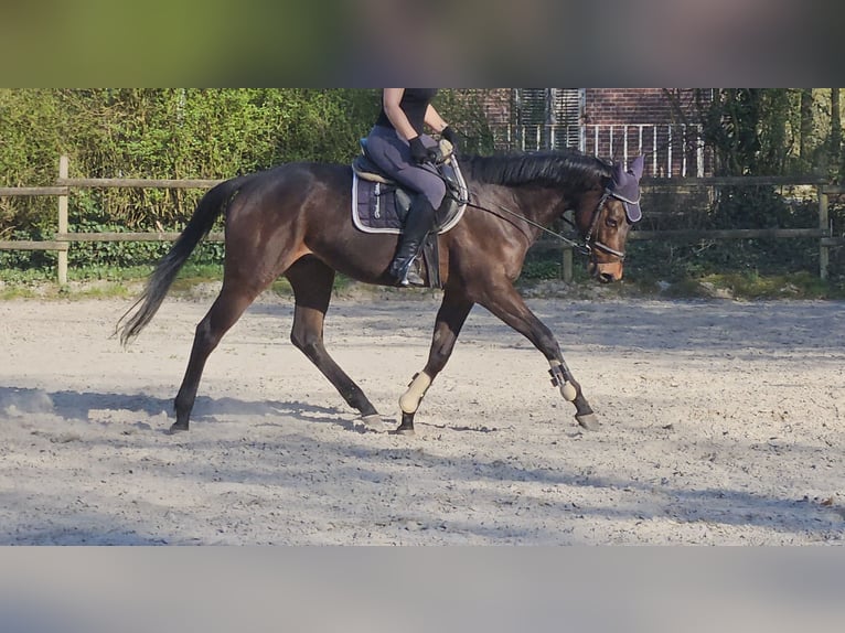 Cavallo sportivo irlandese Castrone 4 Anni 167 cm Baio nero in Wachtendonk