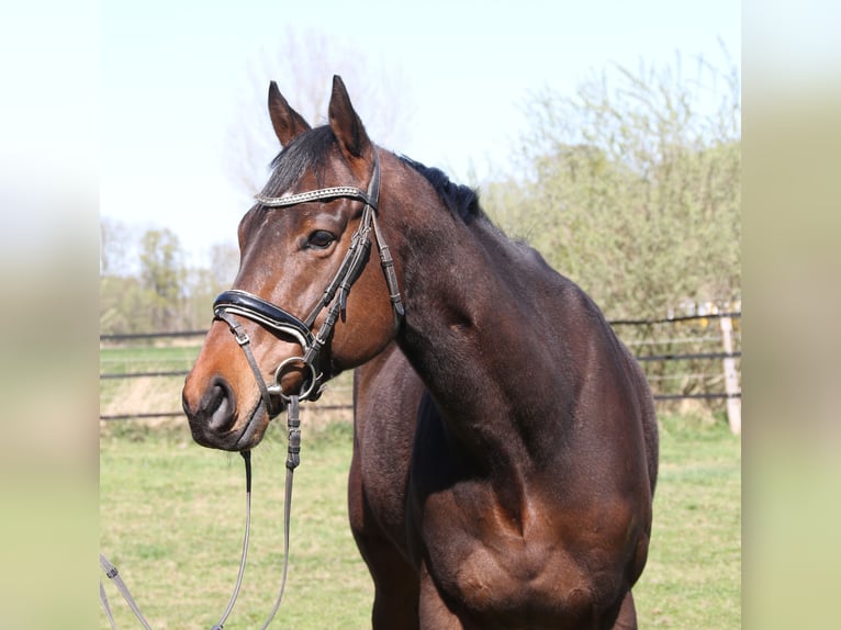 Cavallo sportivo irlandese Castrone 4 Anni 167 cm Baio nero in Wachtendonk