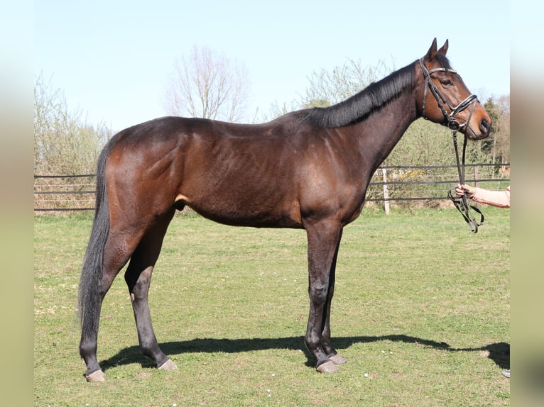 Cavallo sportivo irlandese Castrone 4 Anni 167 cm Baio nero in Wachtendonk