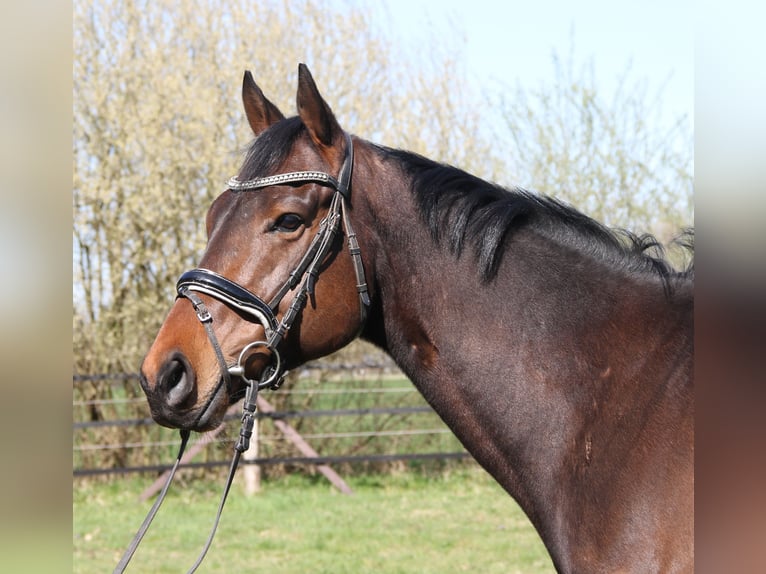 Cavallo sportivo irlandese Castrone 4 Anni 167 cm Baio nero in Wachtendonk