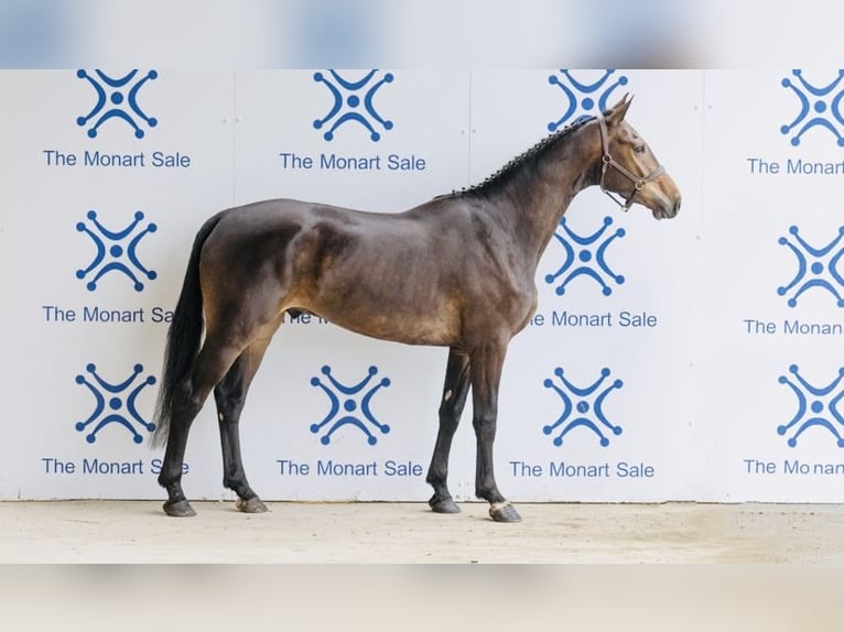 Cavallo sportivo irlandese Castrone 4 Anni 168 cm Baio in Sligo