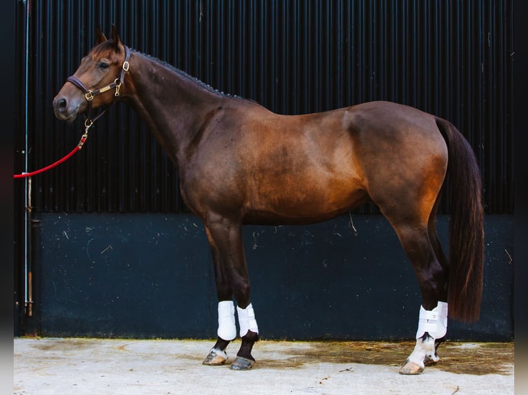 Cavallo sportivo irlandese Castrone 4 Anni 168 cm Baio in Cork