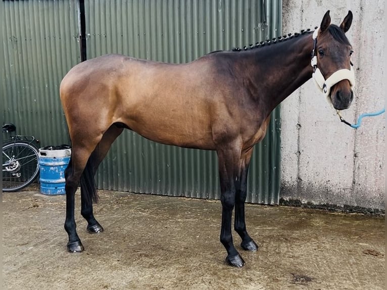 Cavallo sportivo irlandese Castrone 4 Anni 168 cm Baio ciliegia in Sligo