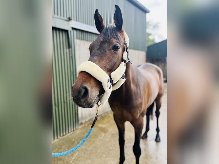 Cavallo sportivo irlandese Castrone 4 Anni 168 cm Baio ciliegia in Sligo