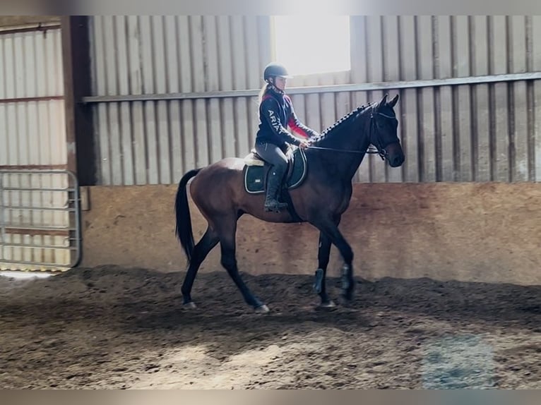 Cavallo sportivo irlandese Castrone 4 Anni 168 cm Baio ciliegia in Sligo