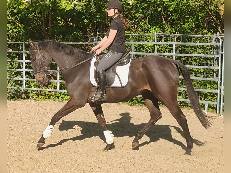 Cavallo sportivo irlandese Castrone 4 Anni 168 cm Baio nero in Blomberg