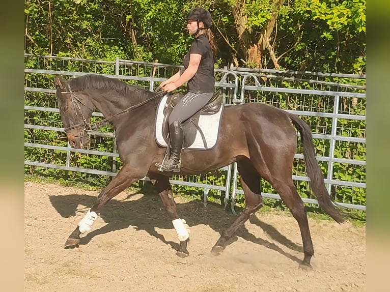 Cavallo sportivo irlandese Castrone 4 Anni 168 cm Baio nero in Blomberg