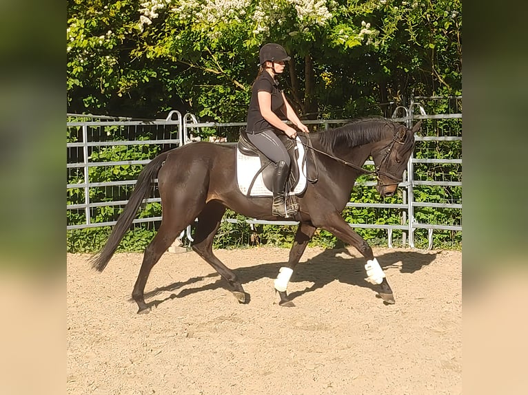 Cavallo sportivo irlandese Castrone 4 Anni 168 cm Baio nero in Blomberg