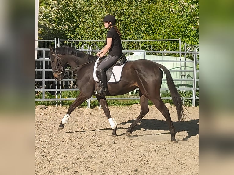 Cavallo sportivo irlandese Castrone 4 Anni 168 cm Baio nero in Blomberg
