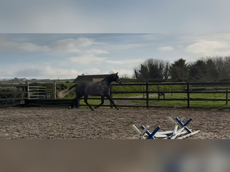 Cavallo sportivo irlandese Castrone 4 Anni 168 cm Grigio pezzato in Sligo