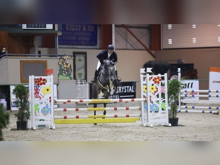 Cavallo sportivo irlandese Castrone 4 Anni 168 cm Grigio pezzato in Sligo