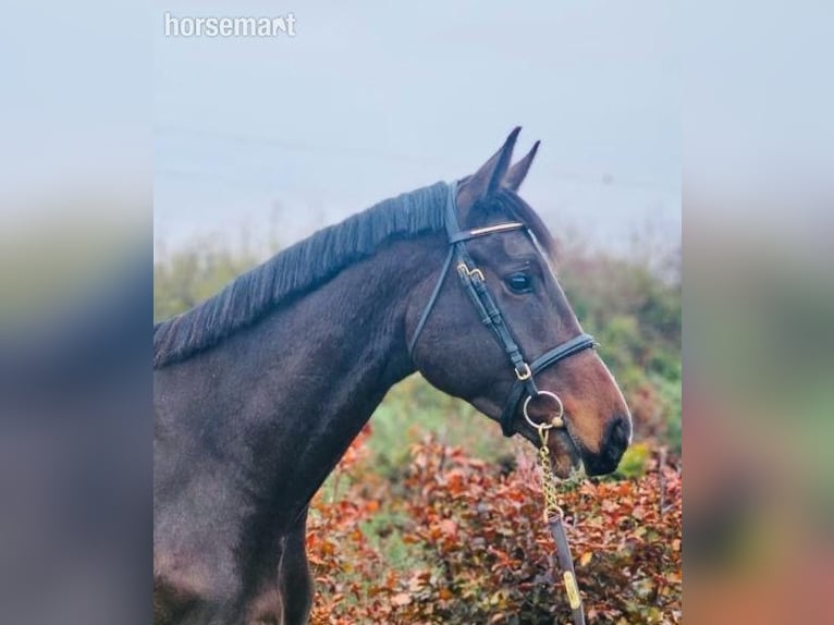 Cavallo sportivo irlandese Castrone 4 Anni 168 cm Morello in Waterford
