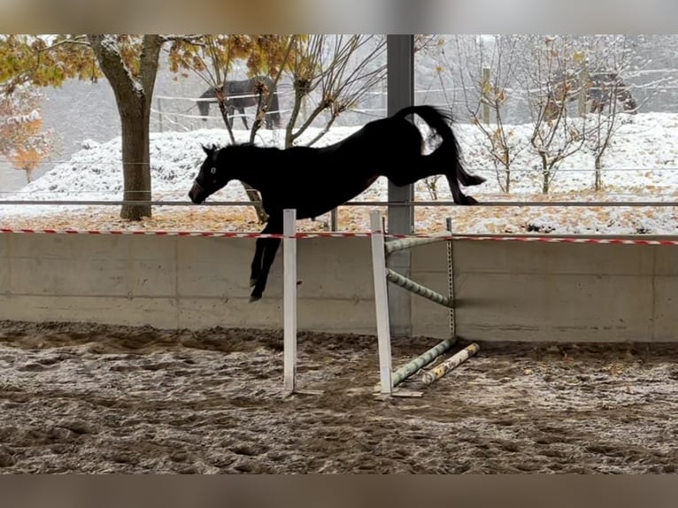 Cavallo sportivo irlandese Castrone 4 Anni 170 cm Baio in Maulburg