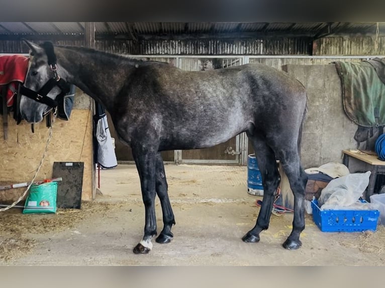 Cavallo sportivo irlandese Castrone 4 Anni 170 cm Grigio in Sligo