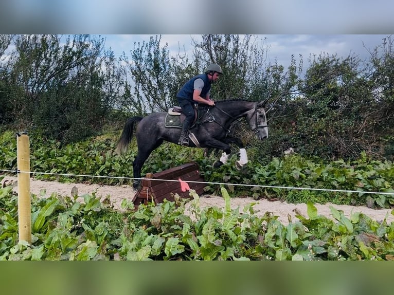 Cavallo sportivo irlandese Castrone 4 Anni 170 cm Grigio in Sligo