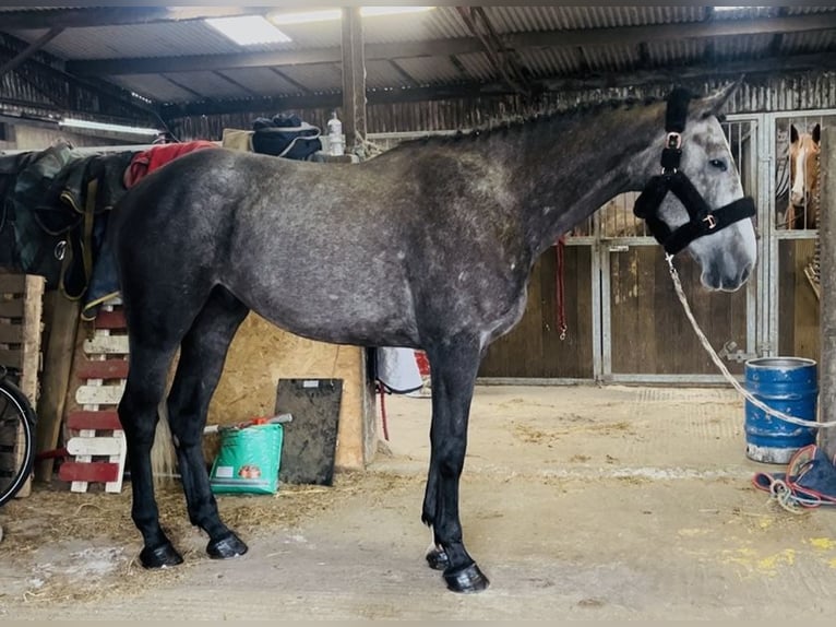 Cavallo sportivo irlandese Castrone 4 Anni 170 cm Grigio in Sligo
