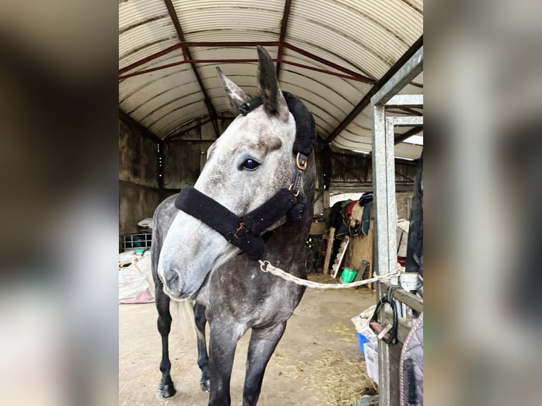Cavallo sportivo irlandese Castrone 4 Anni 170 cm Grigio in Sligo