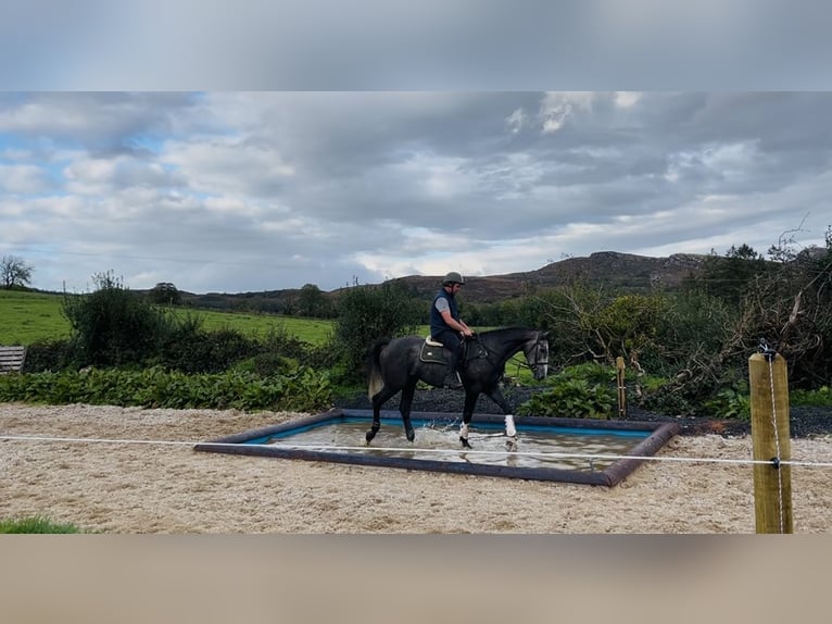 Cavallo sportivo irlandese Castrone 4 Anni 170 cm Grigio in Sligo
