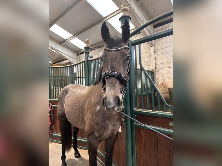 Cavallo sportivo irlandese Castrone 4 Anni 170 cm Grigio in Wicklow