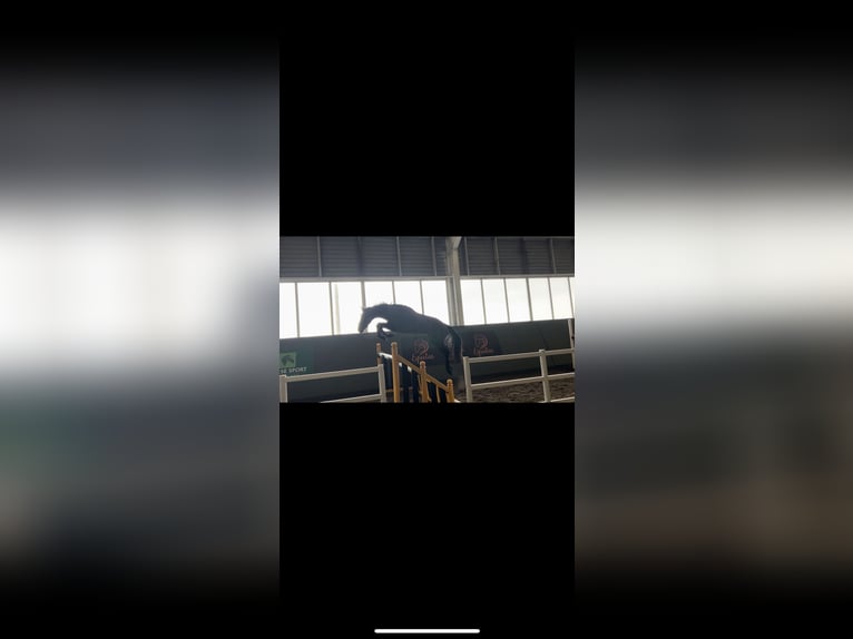Cavallo sportivo irlandese Castrone 4 Anni 170 cm Grigio in Wicklow