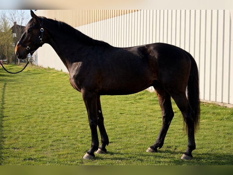 Cavallo sportivo irlandese Castrone 4 Anni 170 cm Morello in Elze Esbeck