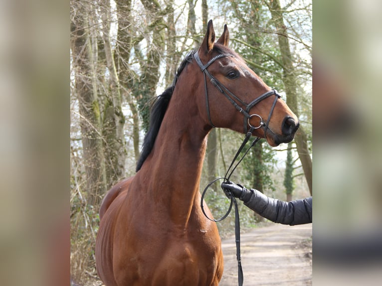 Cavallo sportivo irlandese Castrone 4 Anni 171 cm Baio in Wachtendonk