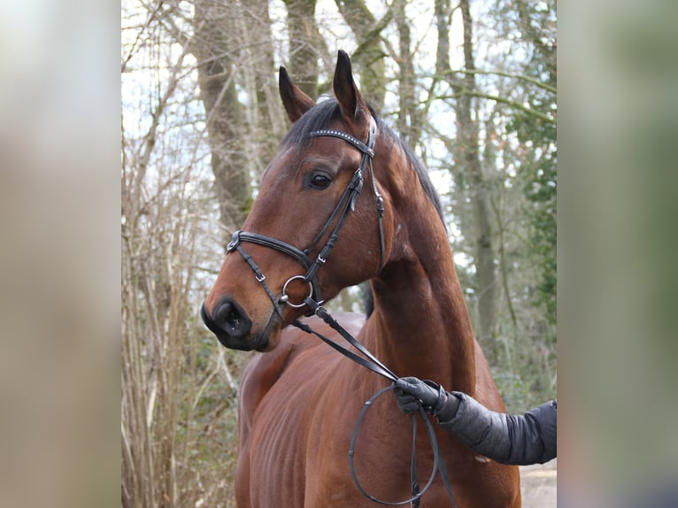 Cavallo sportivo irlandese Castrone 4 Anni 171 cm Baio in Wachtendonk