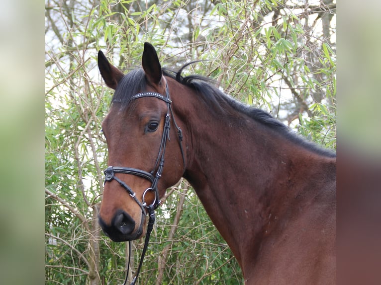 Cavallo sportivo irlandese Castrone 4 Anni 171 cm Baio in Wachtendonk