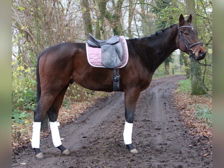 Cavallo sportivo irlandese Castrone 4 Anni 172 cm Baio nero in Nettetal