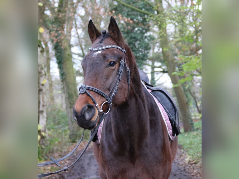 Cavallo sportivo irlandese Castrone 4 Anni 172 cm Baio nero in Nettetal