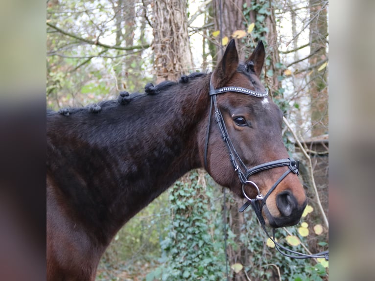 Cavallo sportivo irlandese Castrone 4 Anni 172 cm Baio nero in Nettetal