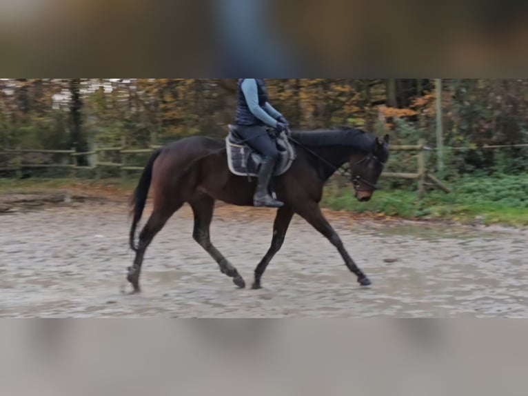 Cavallo sportivo irlandese Castrone 4 Anni 172 cm Baio nero in Nettetal