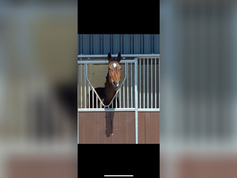 Cavallo sportivo irlandese Castrone 4 Anni 173 cm Baio ciliegia in Stockport