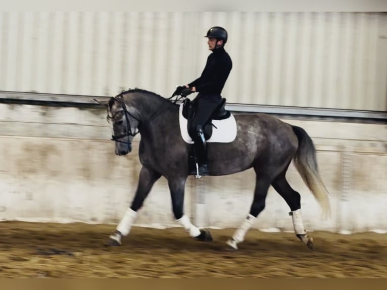 Cavallo sportivo irlandese Castrone 4 Anni 173 cm Grigio in Mountrath, Co. Laois