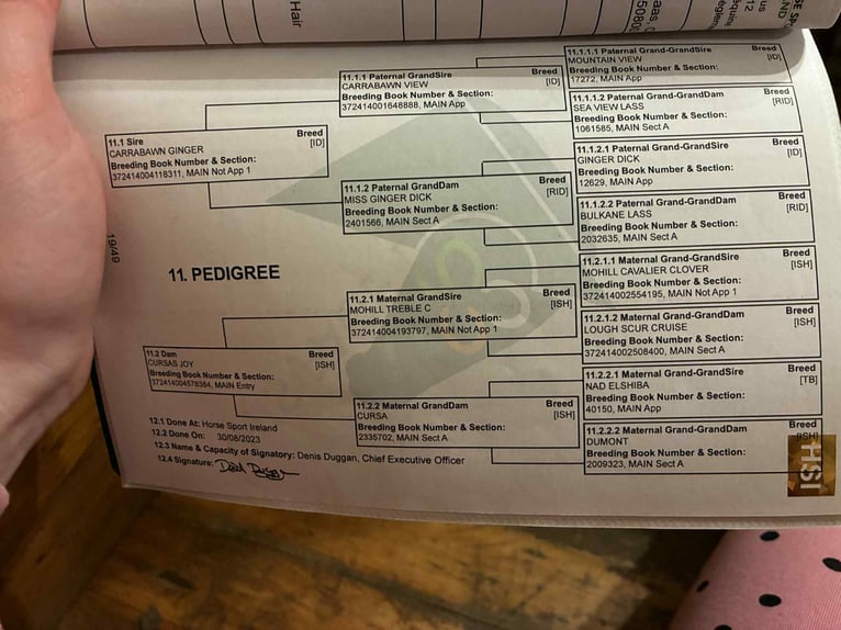 Cavallo sportivo irlandese Castrone 4 Anni 173 cm Grigio in Sligo