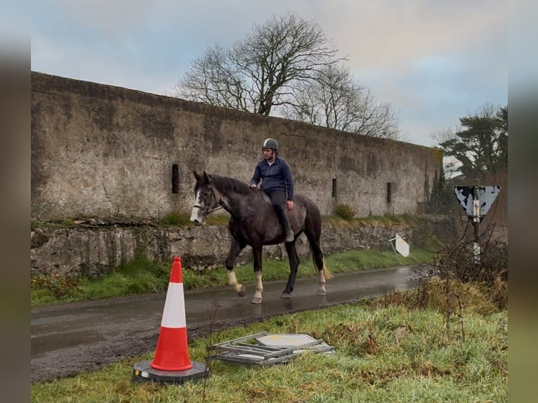 Cavallo sportivo irlandese Castrone 4 Anni 173 cm Grigio in Sligo