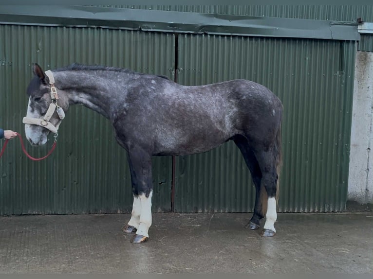 Cavallo sportivo irlandese Castrone 4 Anni 173 cm Grigio in Sligo