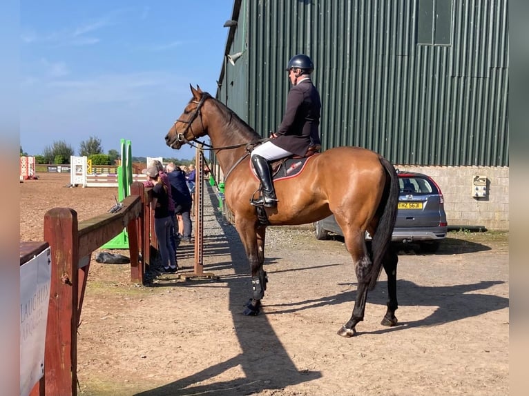 Cavallo sportivo irlandese Castrone 4 Anni 175 cm Baio ciliegia in Ballygowan