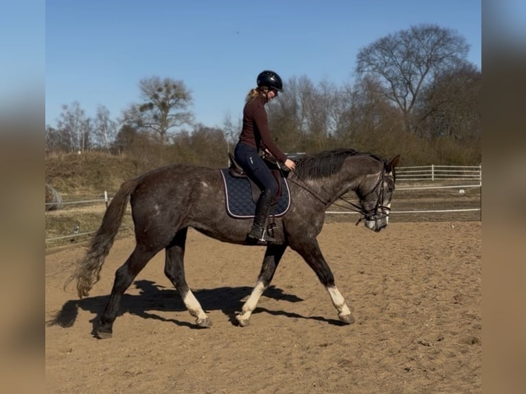 Cavallo sportivo irlandese Castrone 4 Anni 180 cm  in Trebbin