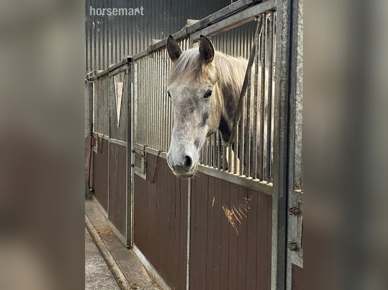 Cavallo sportivo irlandese Castrone 4 Anni Grigio in Lismore