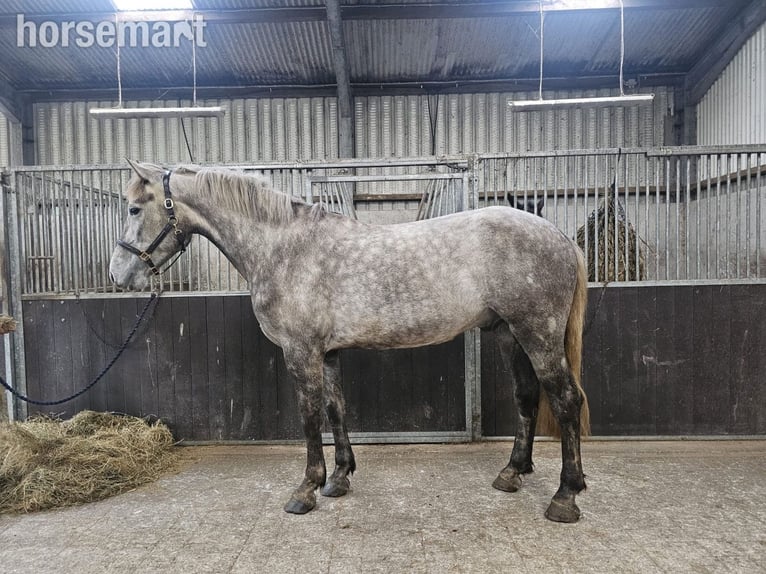 Cavallo sportivo irlandese Castrone 4 Anni Grigio in Lismore