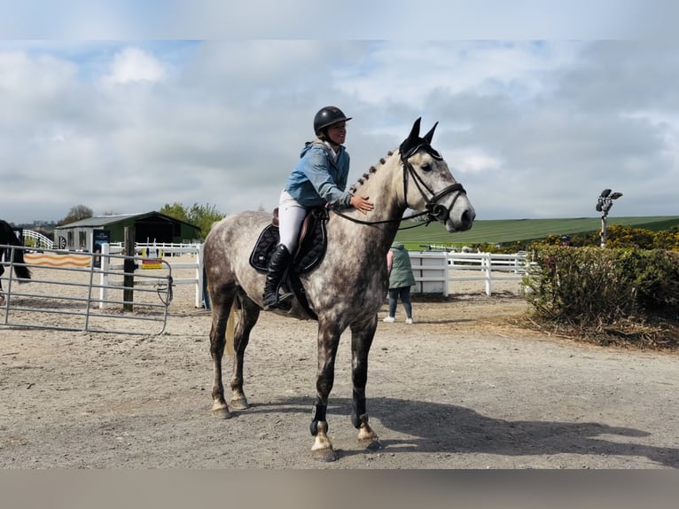Cavallo sportivo irlandese Castrone 4 Anni Grigio pezzato in Raheen