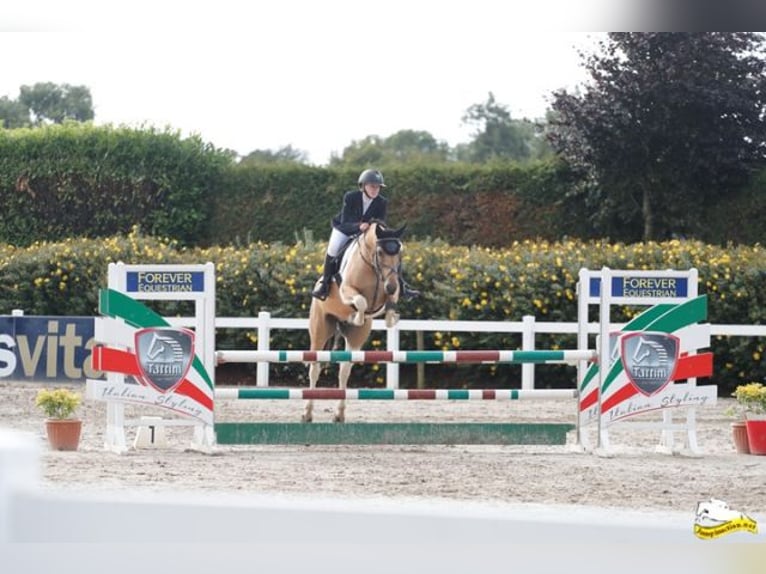 Cavallo sportivo irlandese Castrone 5 Anni 148 cm Falbo in Cork